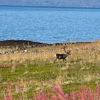 Wildlife In Varanger